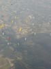 P7190031s.jpg (3436 octets)